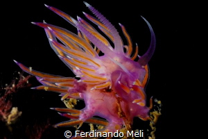 Flabellina affinis by Ferdinando Meli 